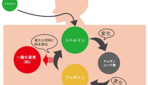 アルギニンとシトルリンはどっちを摂ると精力増強につながるのか？